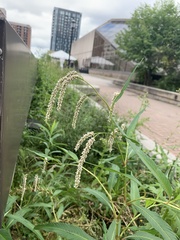 Persicaria lapathifolia