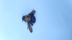 Neoxylocopa