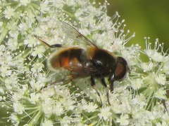 Eristalis intricaria