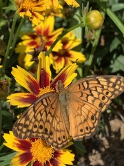 Euptoieta claudia