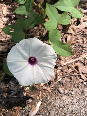 Ipomoea pandurata