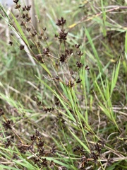 Juncus articulatus