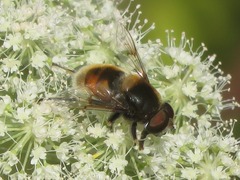 Eristalis intricaria