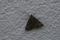 Pyrausta despicata