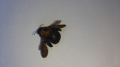 Neoxylocopa