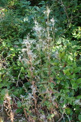 Epilobium ciliatum