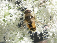 Eristalis arbustorum