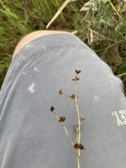 Juncus articulatus