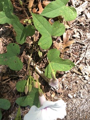 Ipomoea pandurata