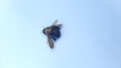 Neoxylocopa