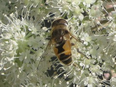 Eristalis arbustorum