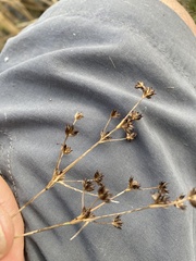 Juncus articulatus