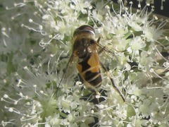 Eristalis arbustorum