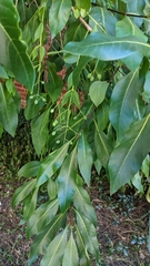 Magnoliopsida