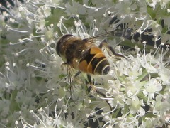 Eristalis arbustorum