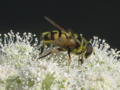 Myathropa florea