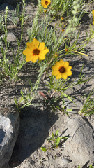 Thelesperma filifolium