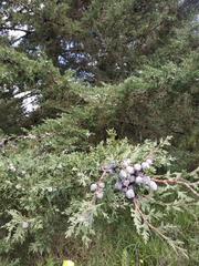 Cupressus lusitanica
