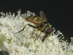 Myathropa florea