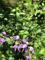 Desmodium canescens