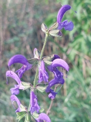 Salvia pratensis