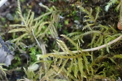Kindbergia praelonga