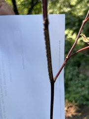 Macremphytus tarsatus