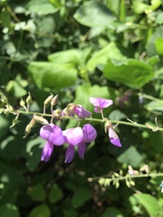 Desmodium canescens