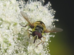 Myathropa florea