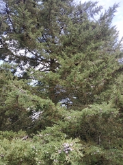 Cupressus lusitanica