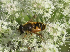 Eristalis horticola