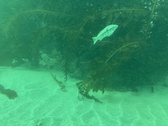 Paralabrax nebulifer