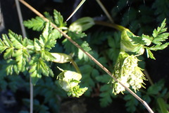 Conioselinum gmelinii