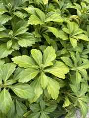 Pachysandra terminalis