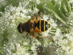 Eristalis horticola