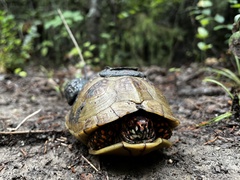Terrapene carolina triunguis