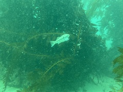 Paralabrax nebulifer