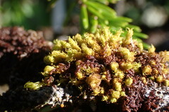 Plenogemma phyllantha