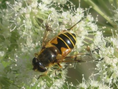 Eristalis horticola
