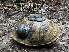 Terrapene carolina triunguis