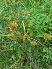 Cyperus strigosus