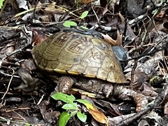 Terrapene carolina triunguis