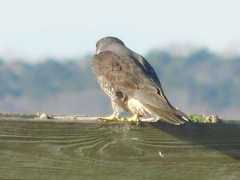 Falco peregrinus