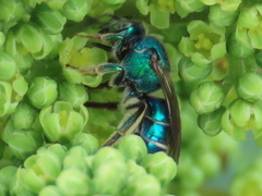 Paraugochloropsis