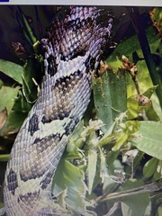 Heterodon platirhinos