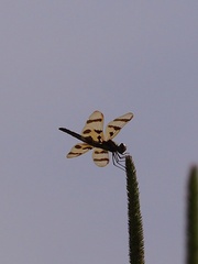 Celithemis eponina