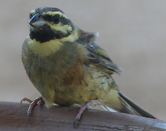 Emberiza cirlus