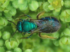 Paraugochloropsis