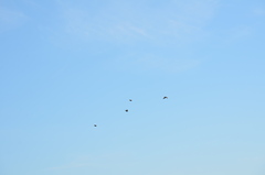 Sturnus vulgaris