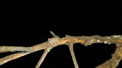 Curculionidae